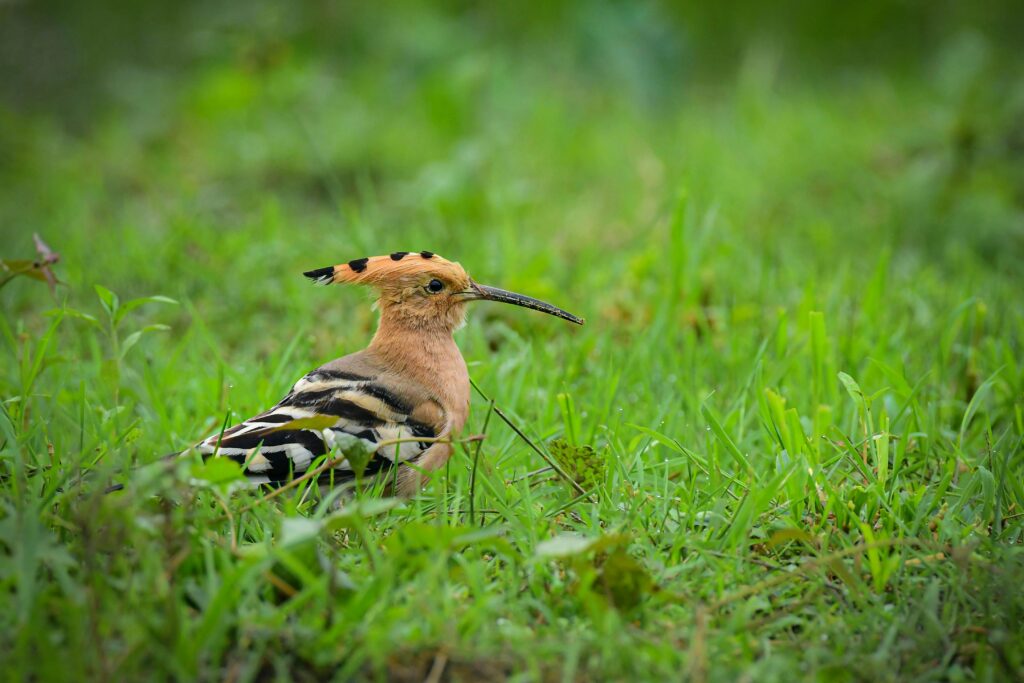 pexels photo 11859898 11859898 Close-up of an Eurasian Hoopoe (Upupa epops) in lush green grass, Tinsukia.