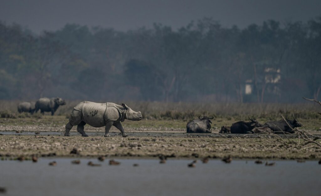pexels photo 33198955 33198955 A majestic Indian rhinoceros strolling in Assam sanctuary, India.