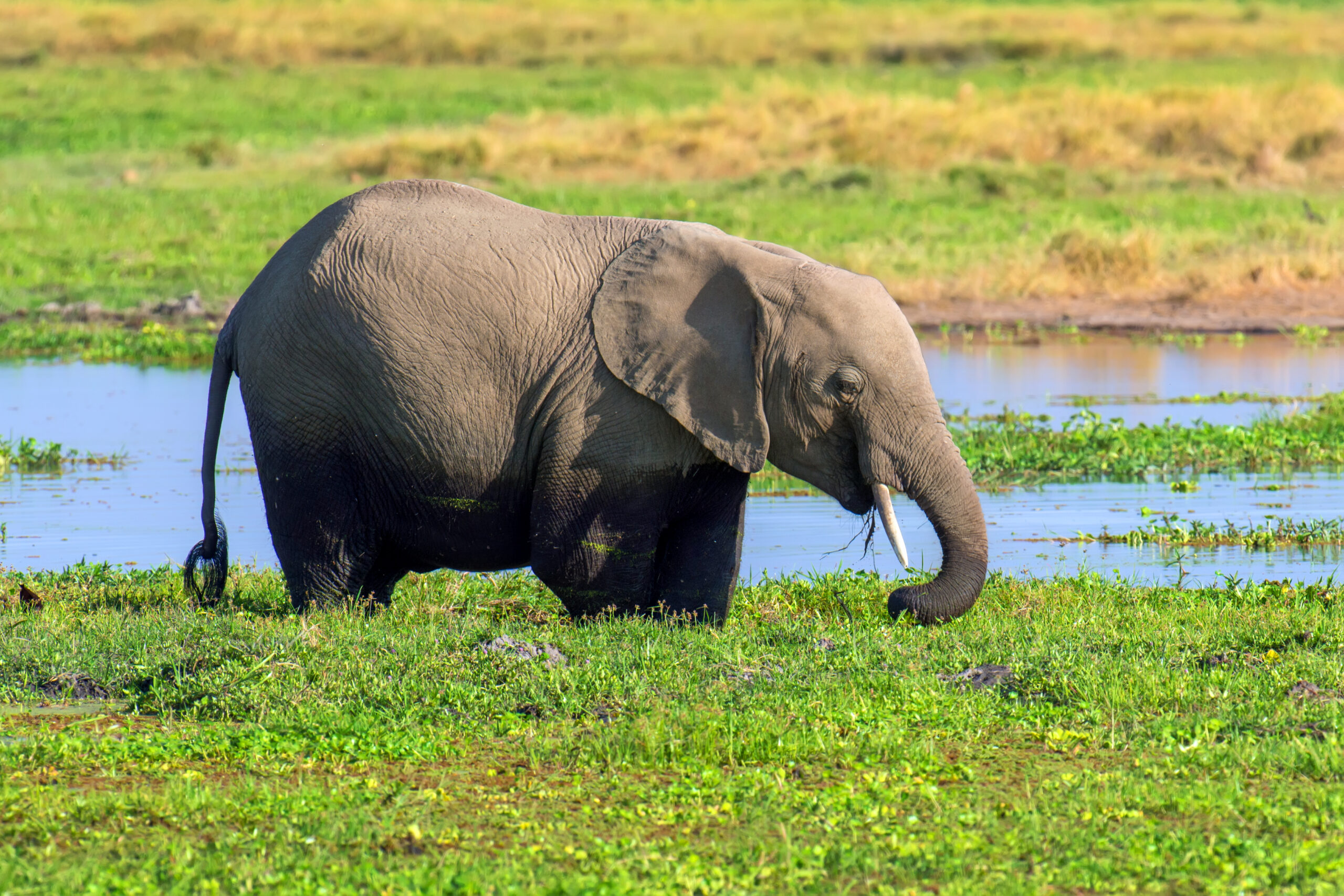 Home elephant in water. national park kaziranga
