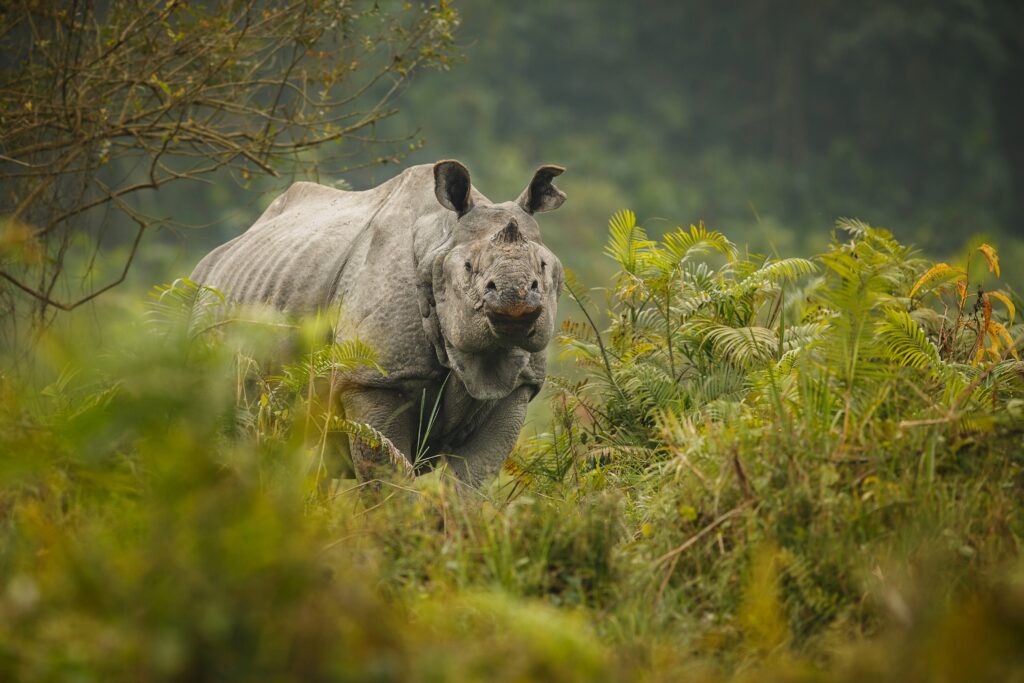indian rhinoceros asia indian rhino one horned rhinoceros unicornis with green grass (1) indian rhinoceros asia indian rhino one horned rhinoceros unicornis with green grass (1)